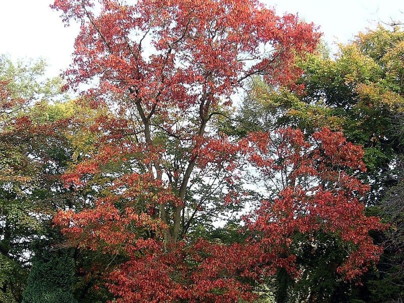 Chêne rouge d'Amérique