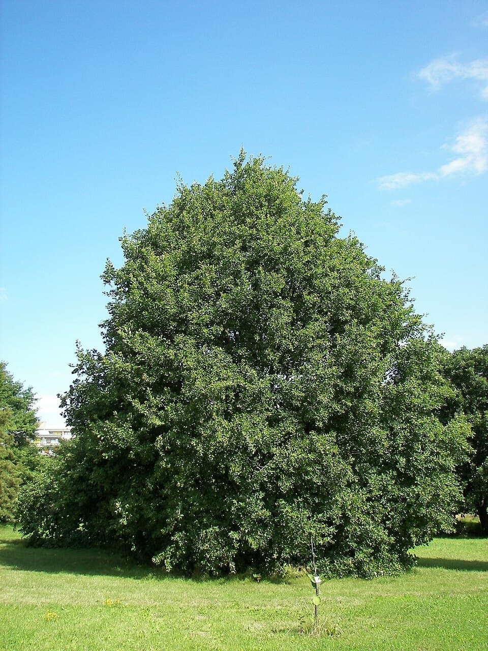 Chêne rouvre / sessile