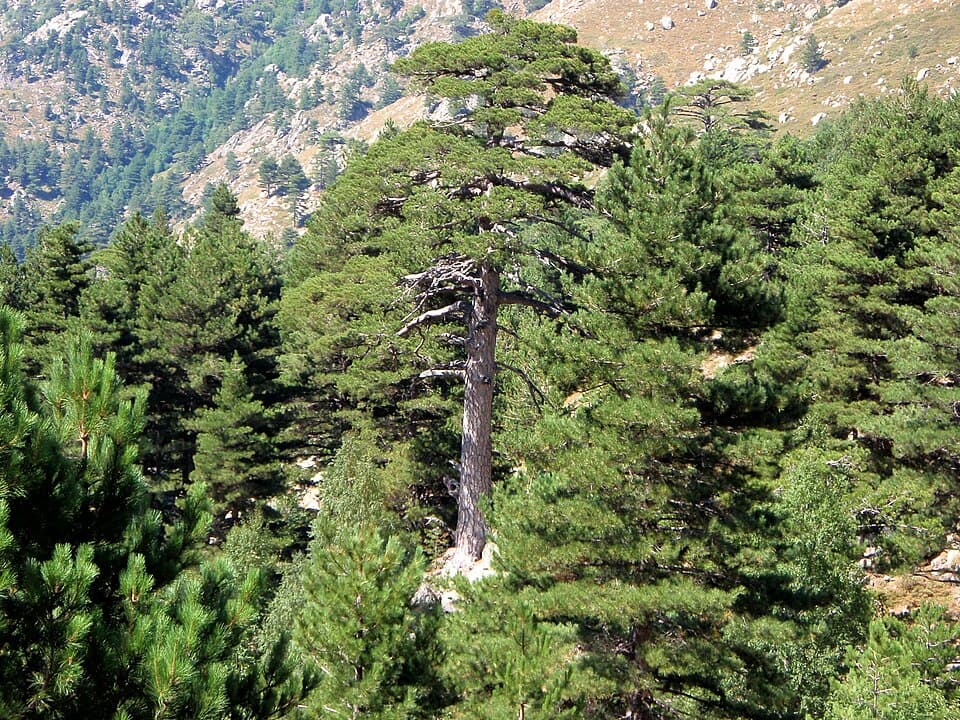 Pin laricio de Corse