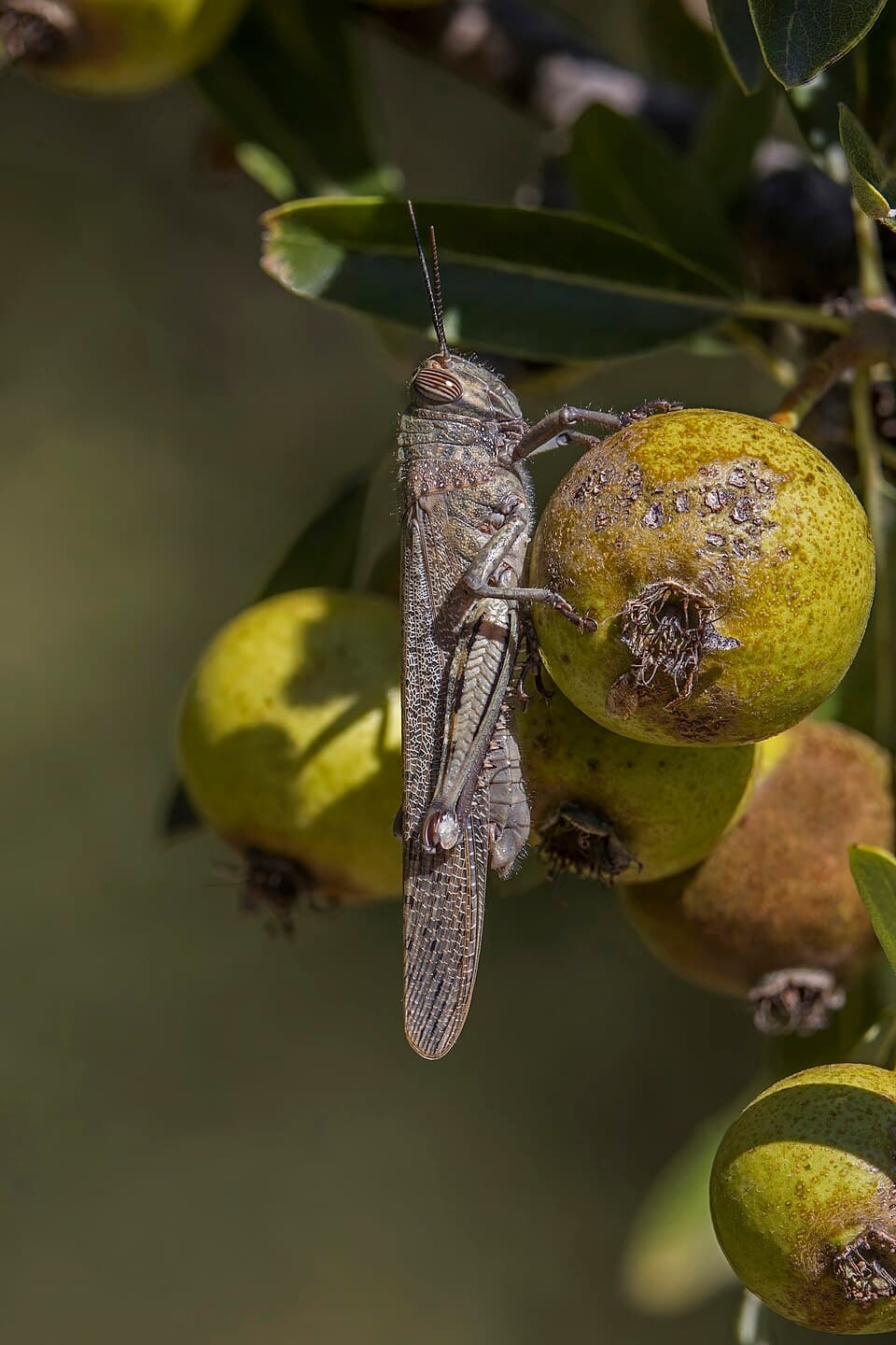 Pommier sauvage
