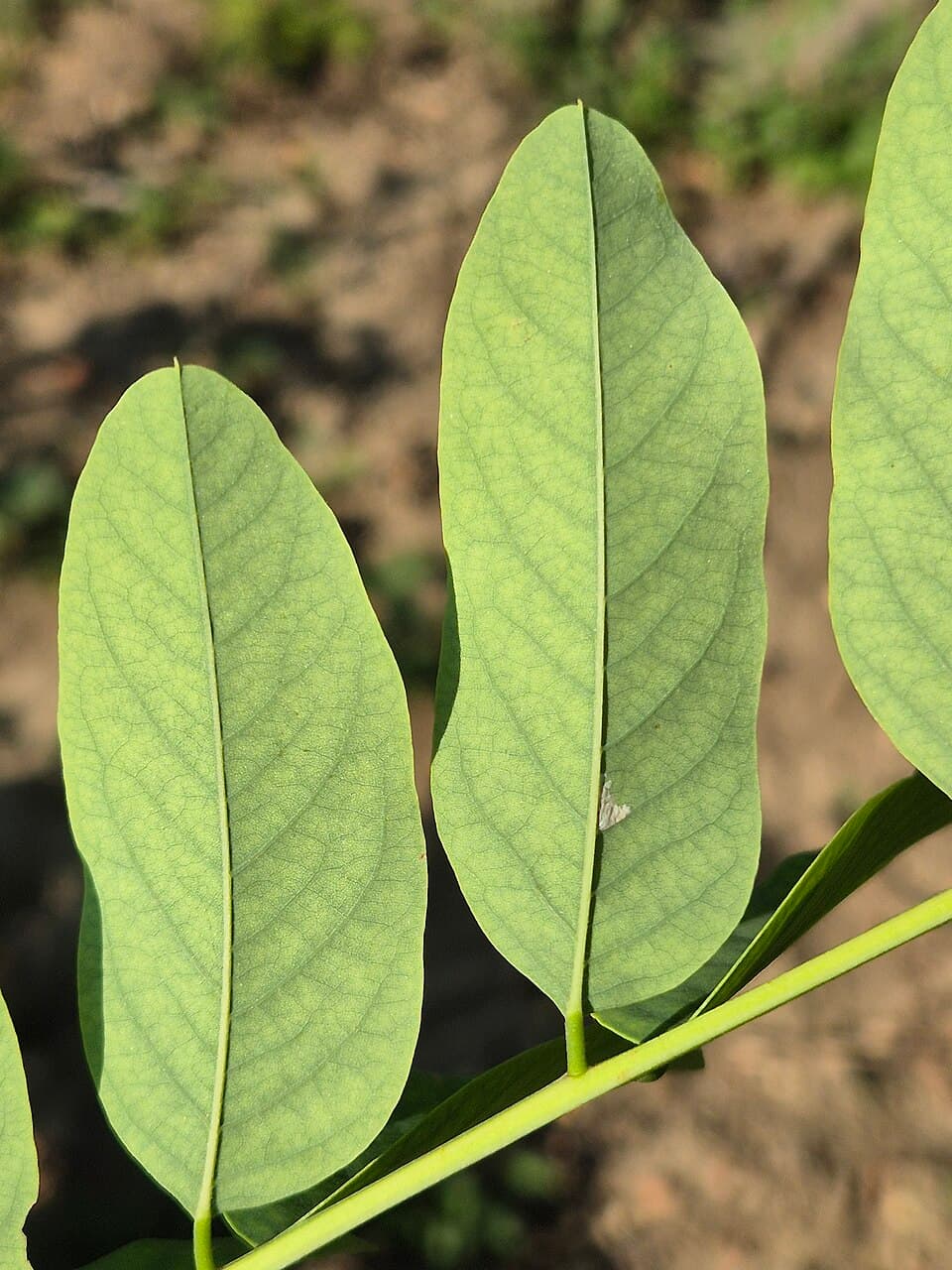 Robinier faux-acacia
