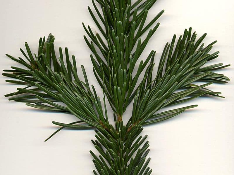 Sapin de Nordmann