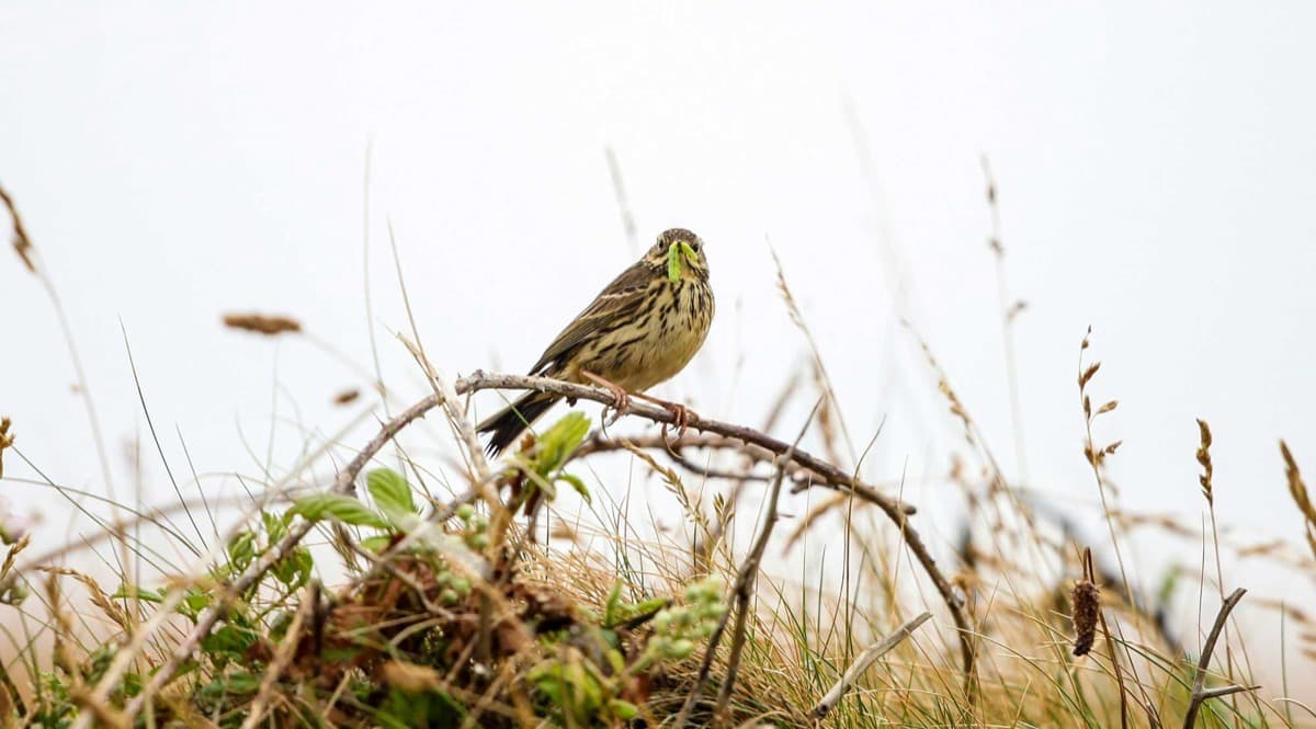 Comment la biodiversité en forêt contribue-t-elle à la gestion durable et au stockage de CO2 ?