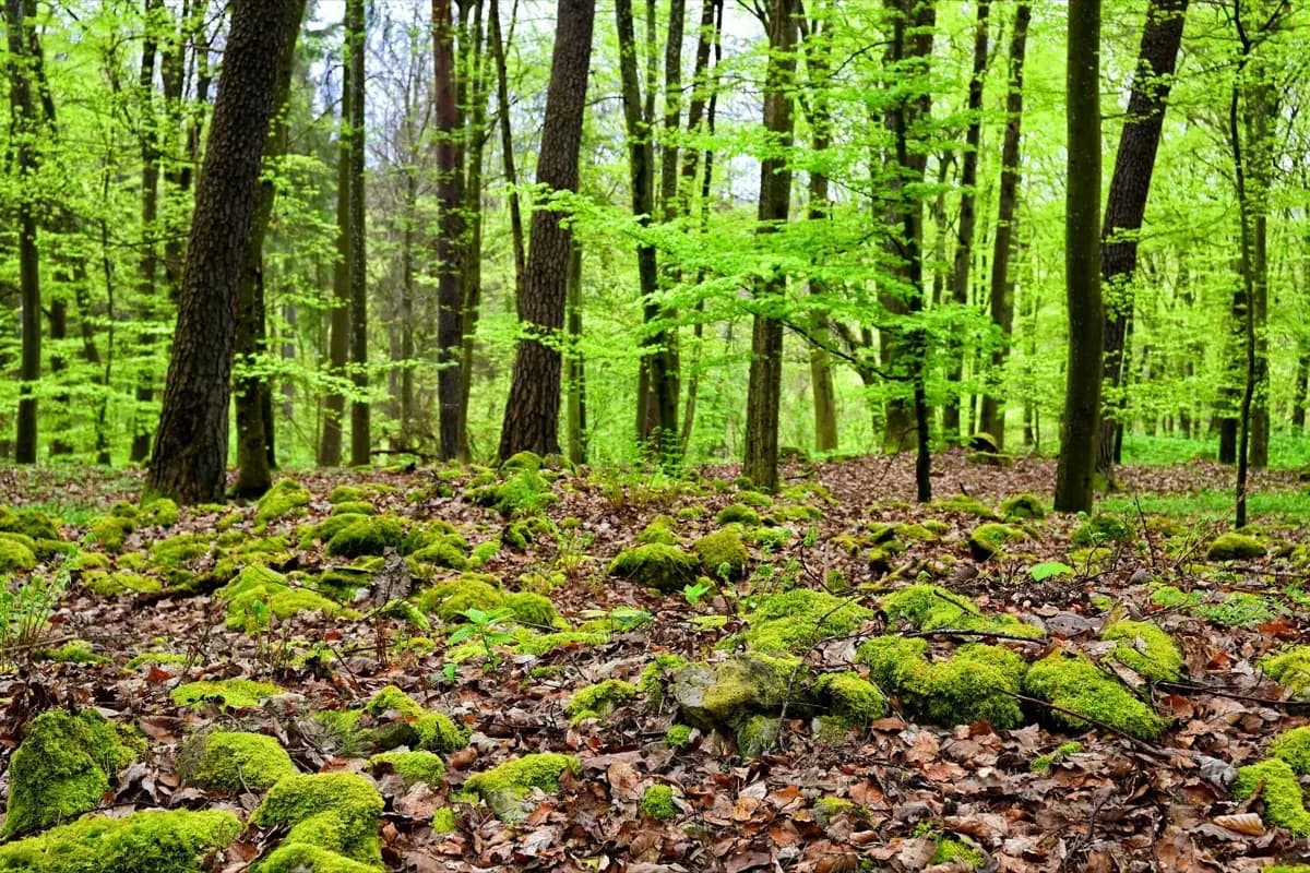 Comment le sol participe à la séquestration dans les projets Bas Carbone ?