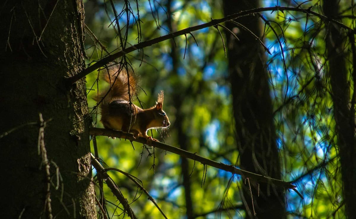 Comment les projets Bas Carbone forestiers préservent et restaurent la biodiversité en France ?