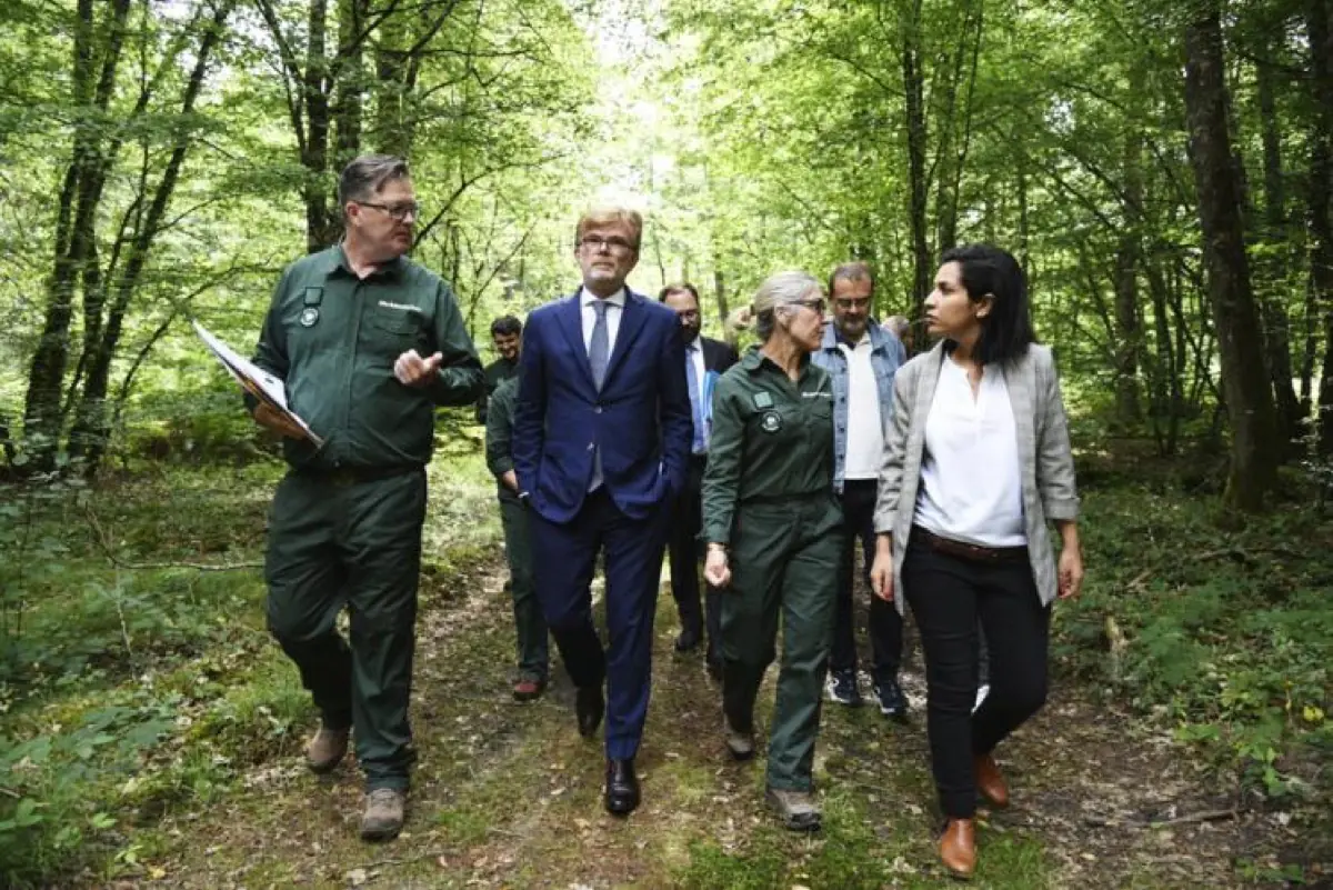 Forêts de demain : Rapport pour un avenir forestier résilient