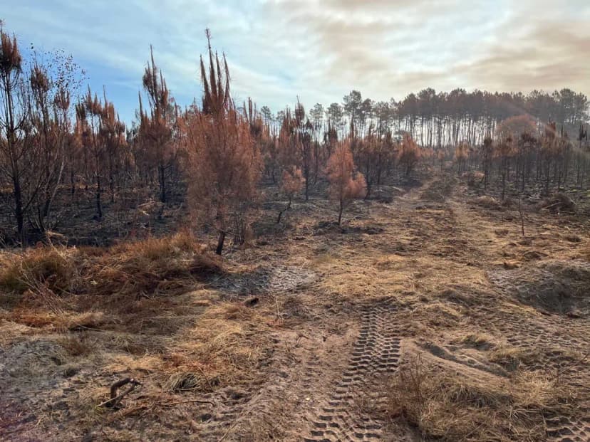 Incendie dans les Landes : quels effets positifs du reboisement bas Carbone du Bois de Boscq ?