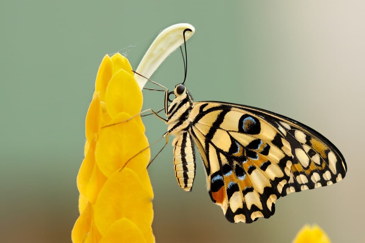 La CSRD : un levier pour préserver la biodiversité ?