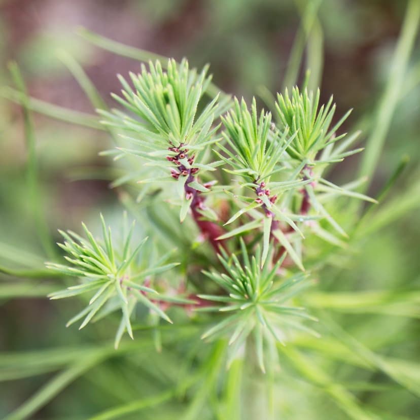 La Magie de la Photosynthèse : Comment nos Forêts Absorbent le CO2