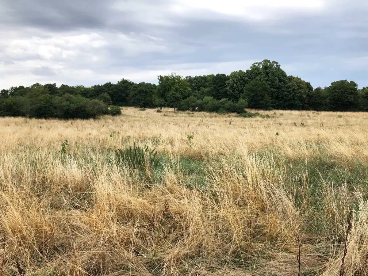 Le Bois de la Clef, un boisement exemplaire