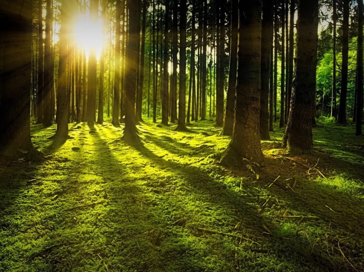 Les cobénéfices d'un projet forestier du Label Bas-Carbone