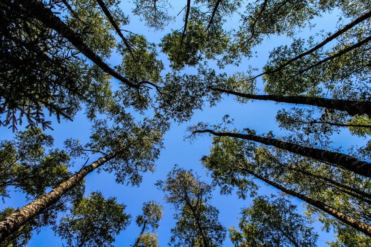 Les crédits carbone français : un levier essentiel contre le changement climatique ?