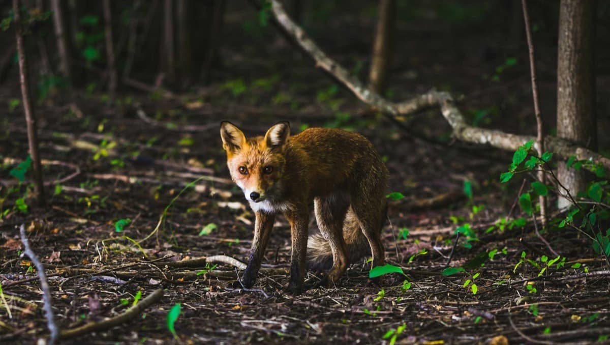 Pourquoi la biodiversité est nécessaire aux projets du Label bas-carbone ?