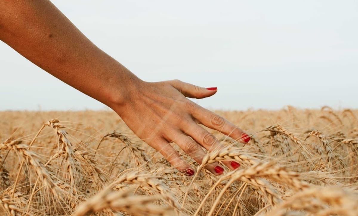 Quel est le rôle de l'agriculture dans le réchauffement climatique ?
