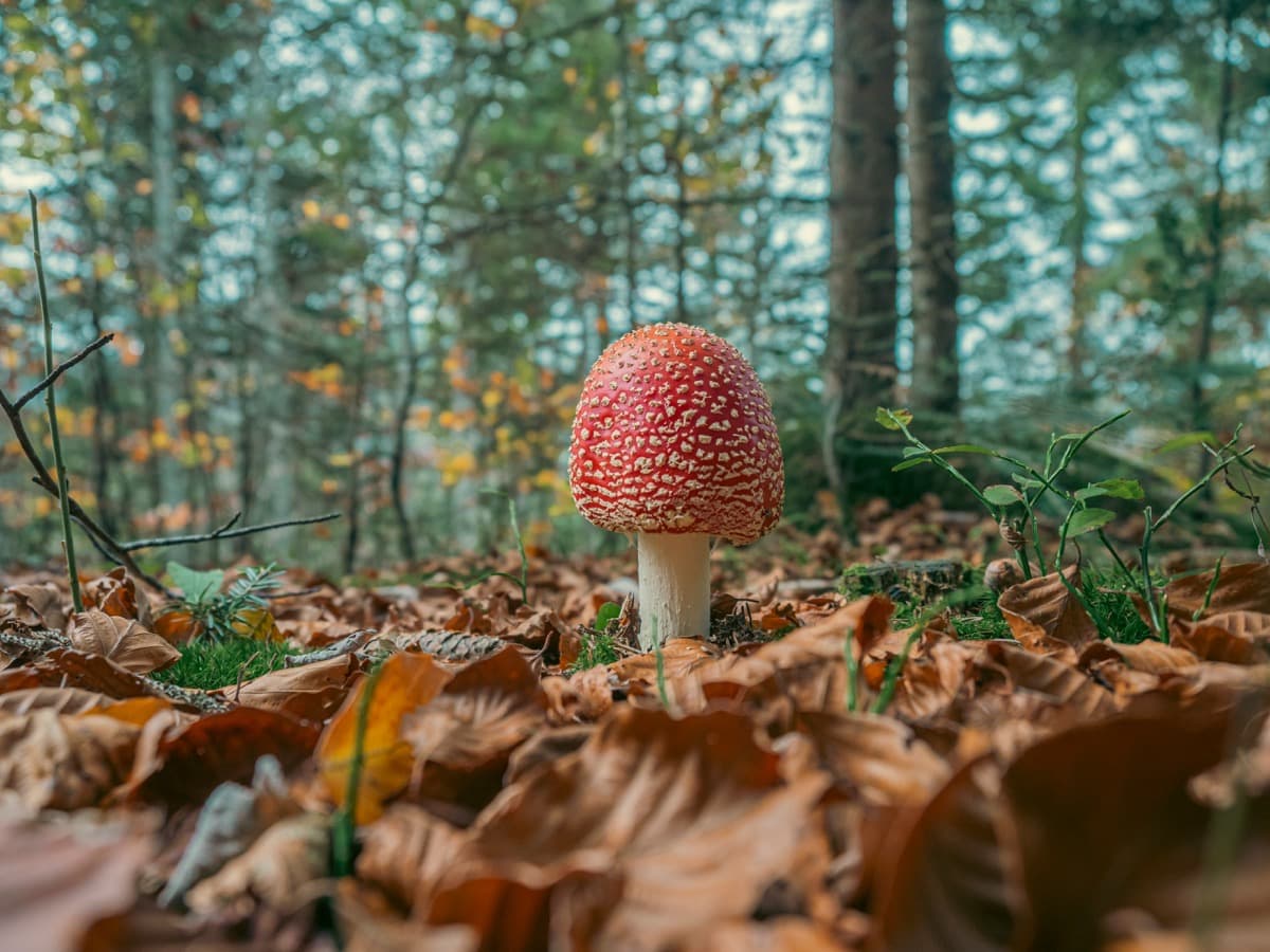Quelle est l’importance de la biodiversité dans les projets Bas-Carbone ?