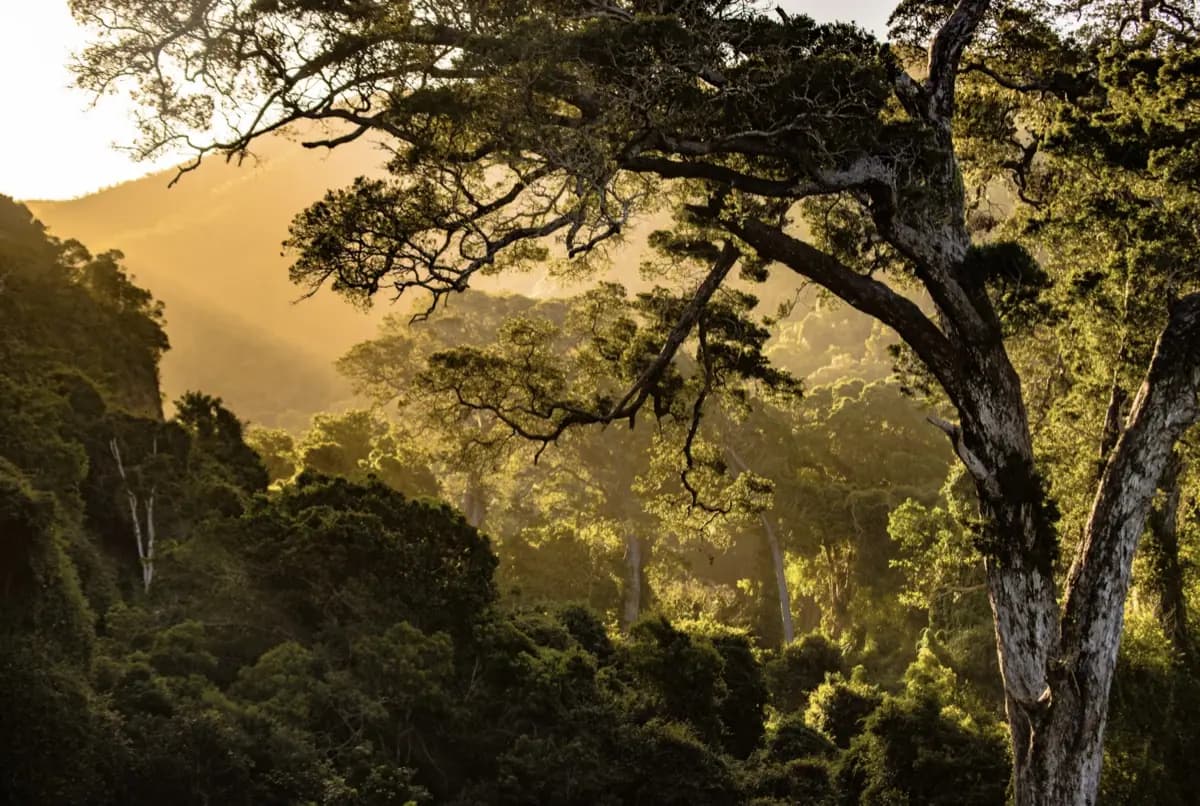 Quelle est l’importance des labels dans la gestion durable des forêts ?