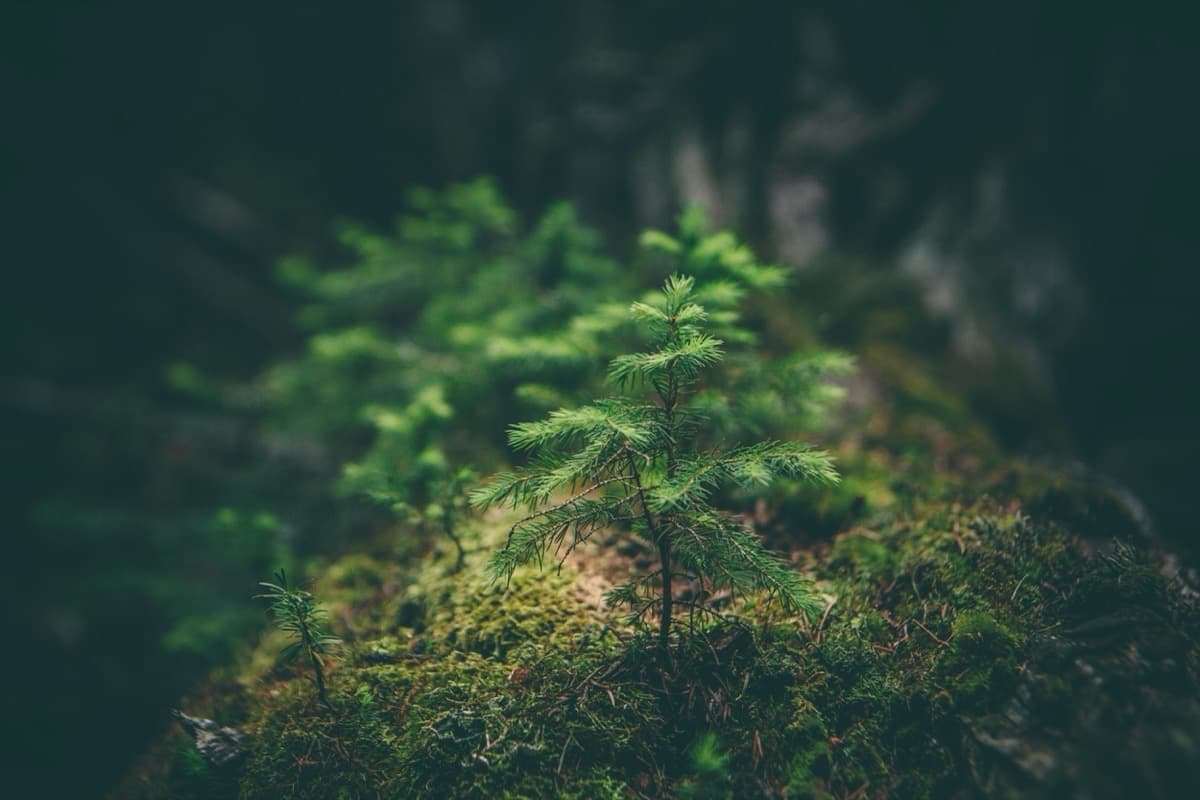 Quelles sont les causes et conséquences des maladies et ravageurs en forêt ?
