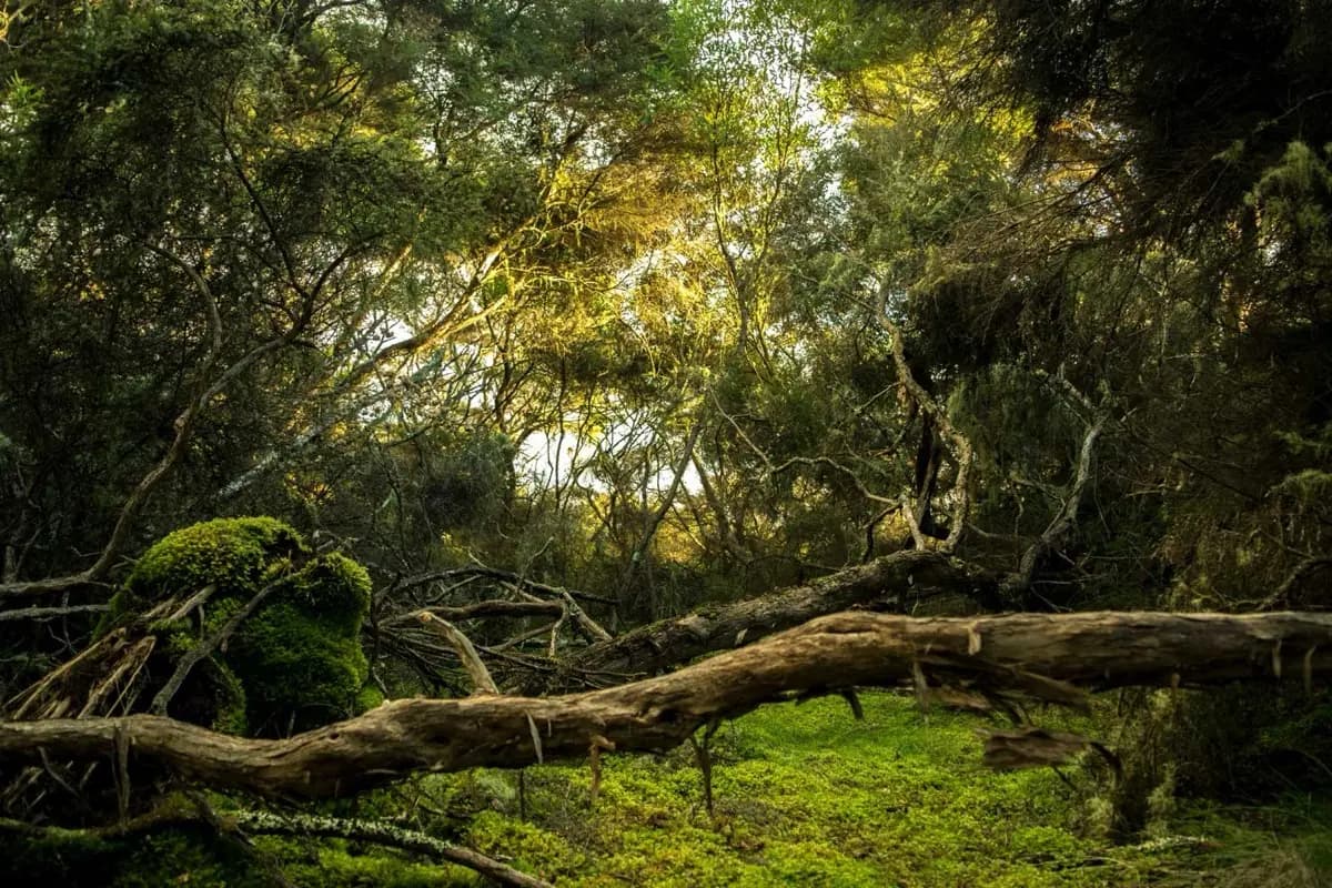Quelles sont les essences d’arbres qui constituent la forêt française ?
