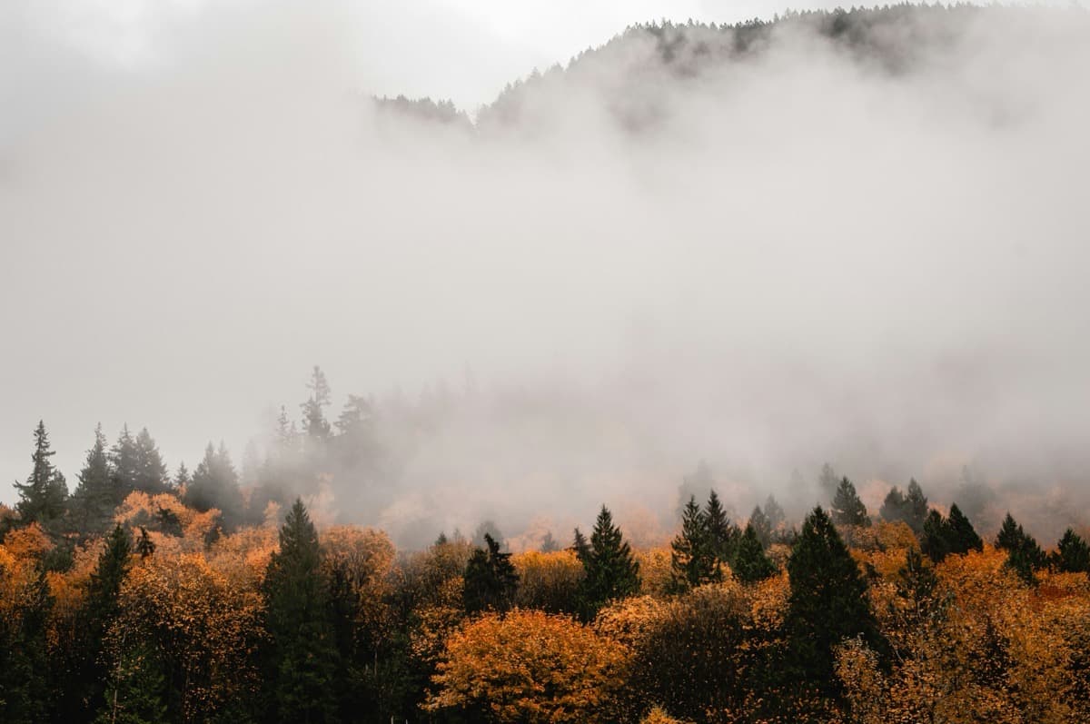 Quels impacts les tempêtes et la grêle ont en forêt ?
