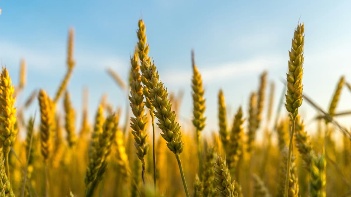 Qu'est ce que la méthode SOBAC’ECO-TMM ?