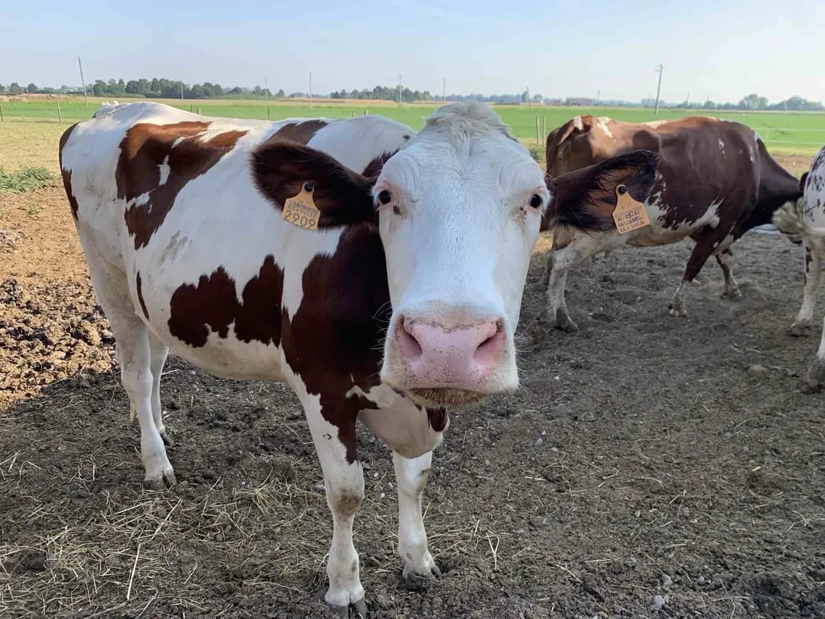 Réduire les Émissions de GES dans l'Élevage Bovin en France : L'Importance du Label Bas-Carbone
