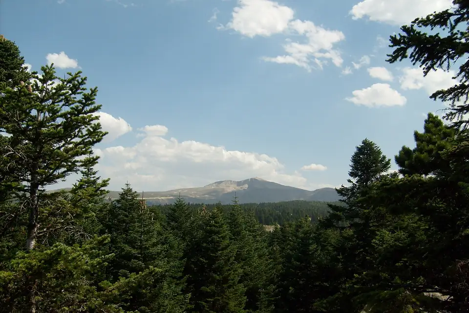 Sapin de Bornmüller (Abies bornmuelleriana)