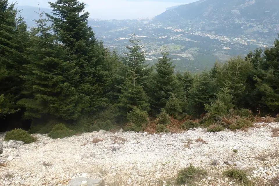 Sapin de Céphalonie (Abies cephalonica)