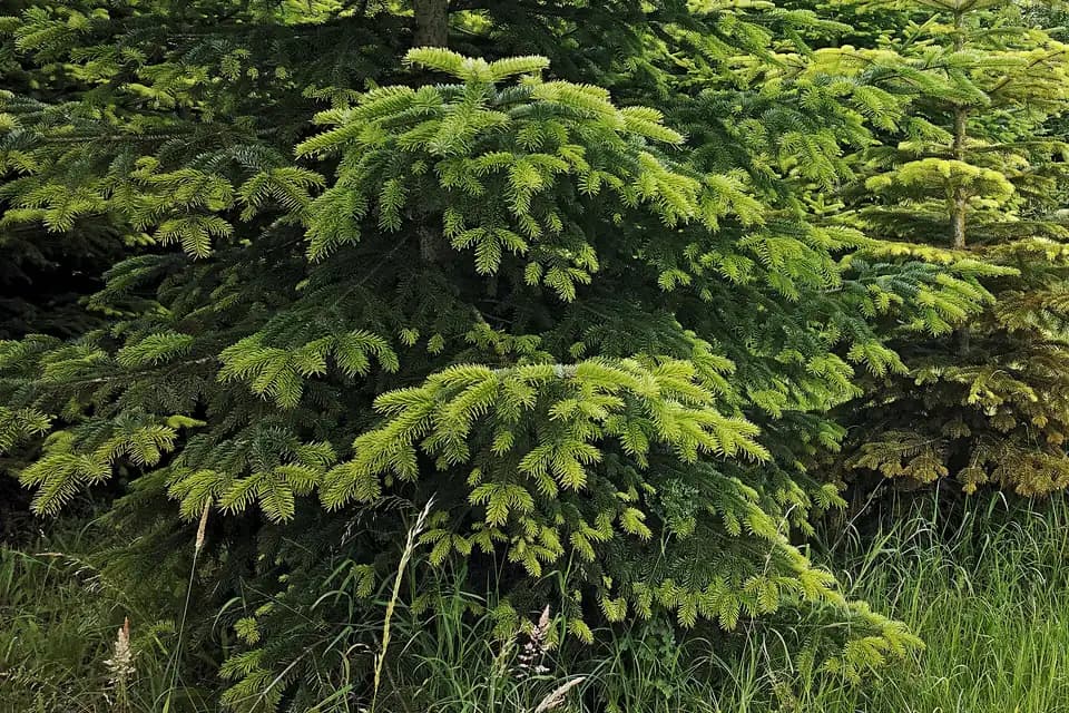 Sapin de Nordmann, photo de l'espèce
