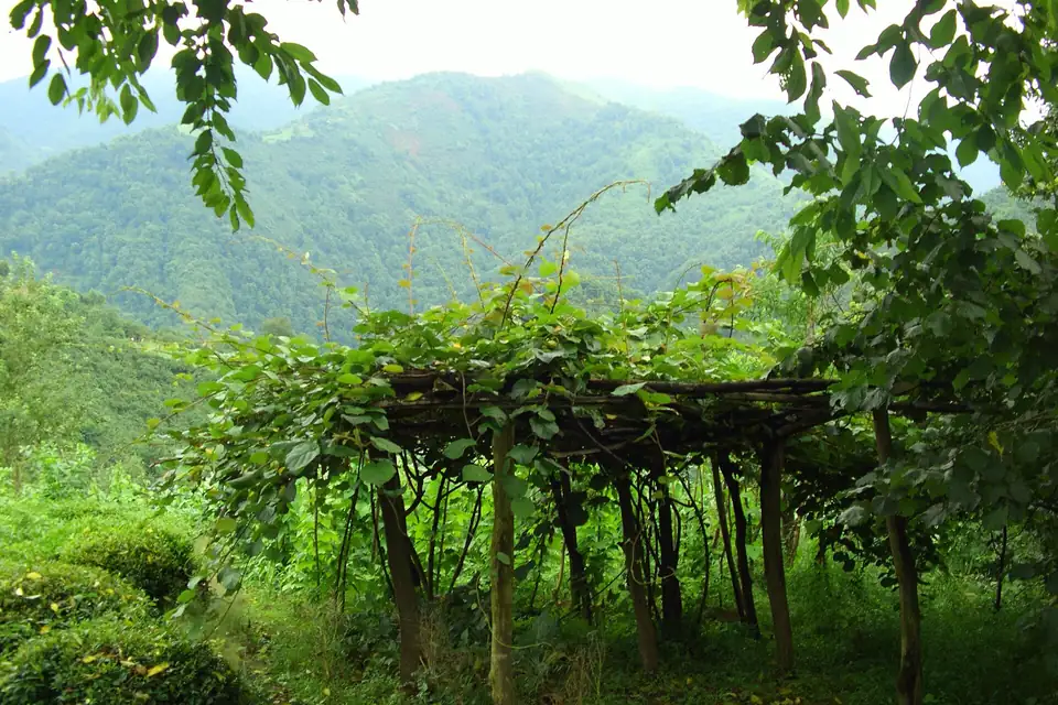 Kiwi (Actinidia chinensis)