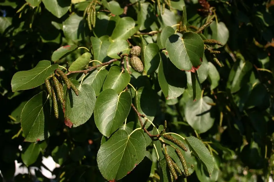 Aulne de Corse / à feuilles de cœur, species photo
