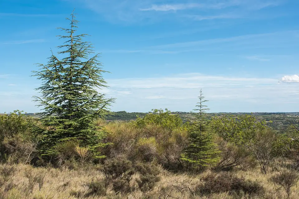 Cèdre de l'Atlas (Cedrus atlantica)