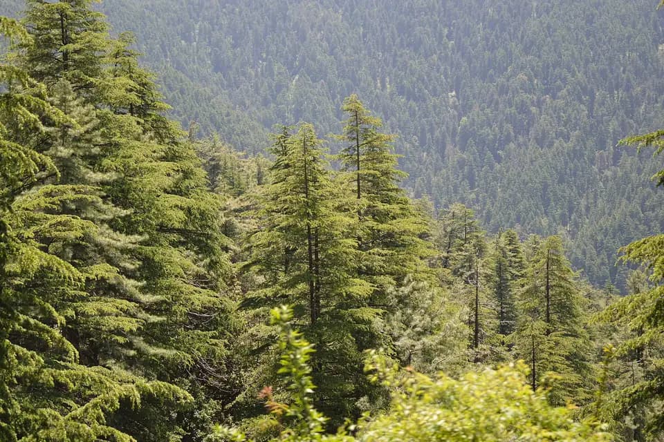 Cèdre de l'Himalaya, species photo