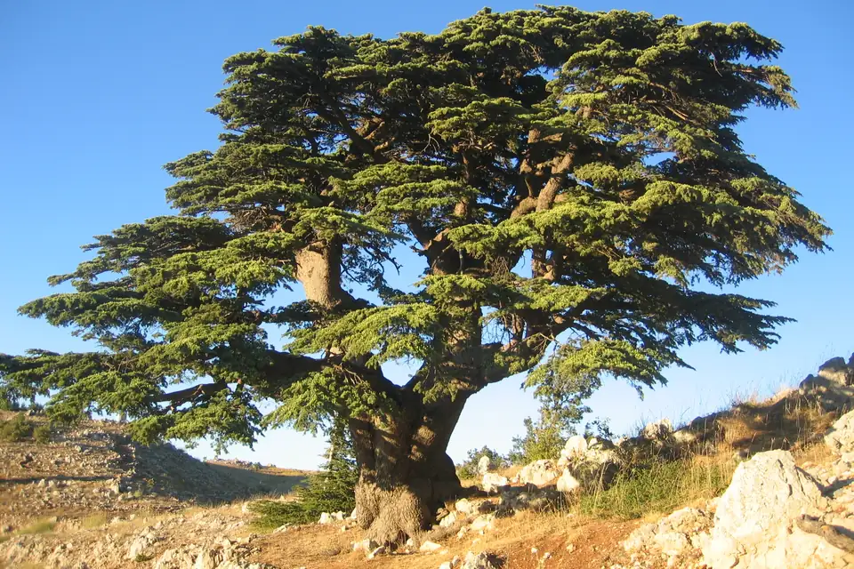 Cèdre du Liban, species photo