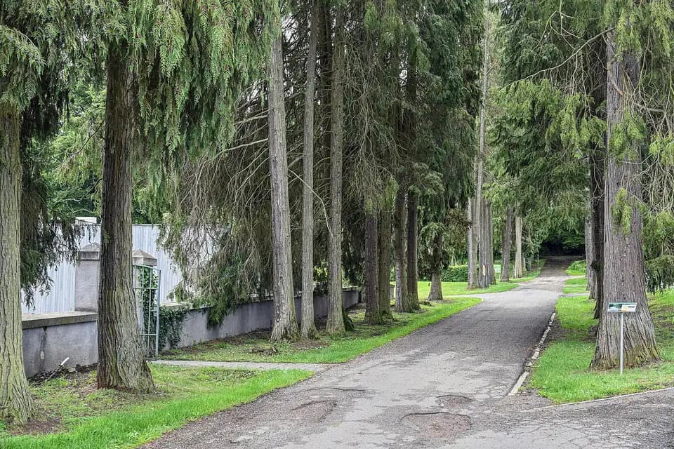 Cyprès de Lawson (Chamaecyparis lawsoniana)