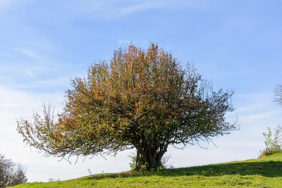 Cornouiller mâle (Cornus mas)
