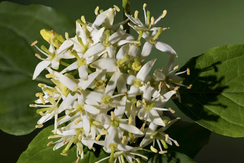 Cornouiller sanguin (Cornus sanguinea)