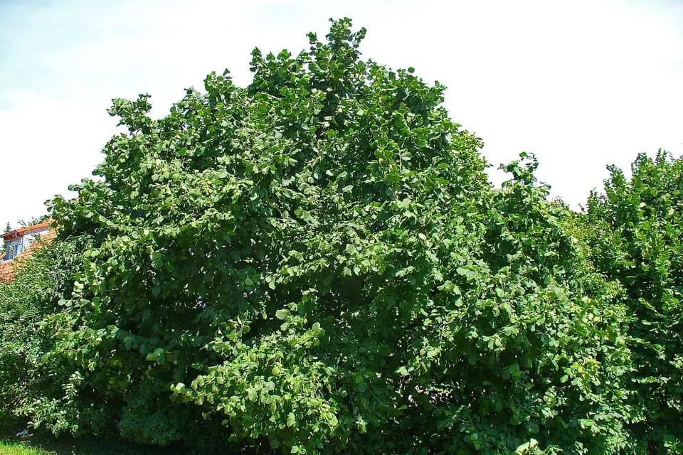 Noisetier (Corylus avellana)