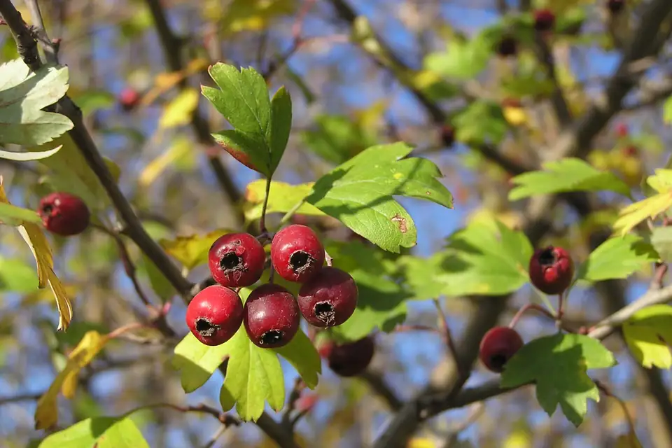 Aubépine monogyne (Crataegus monogyna)