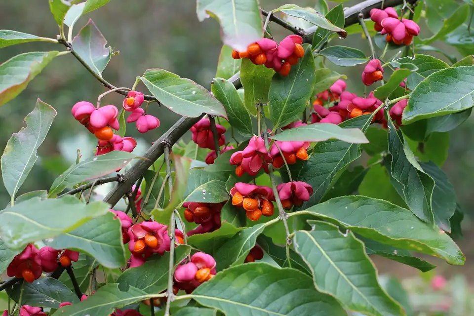 Fusain d'Europe (Euonymus europaeus)