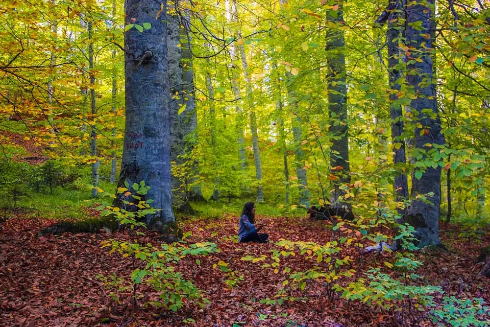 Hêtre d'Orient (Fagus orientalis)
