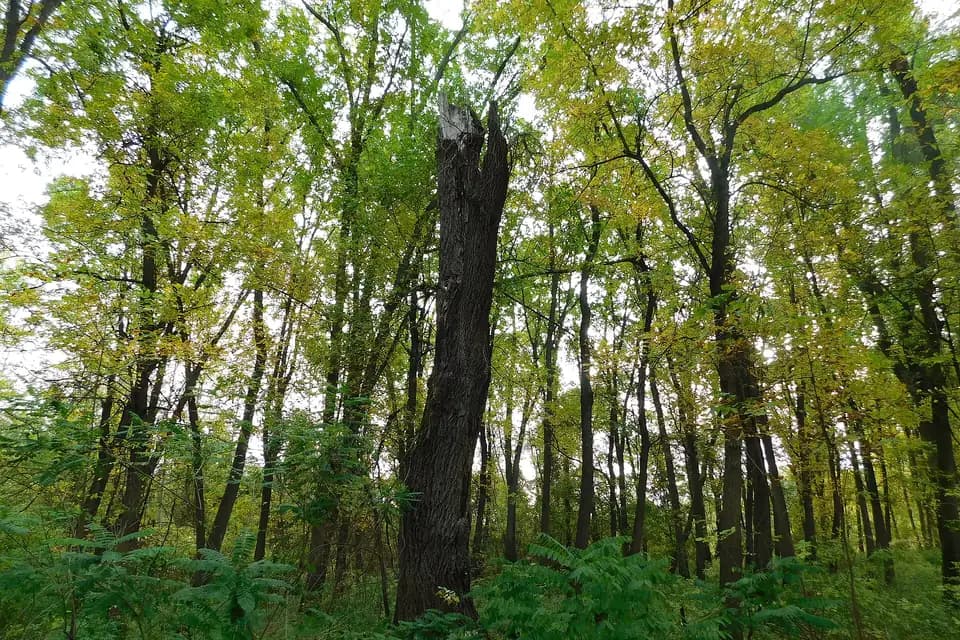 Frêne oxyphylle (Fraxinus angustifolia)