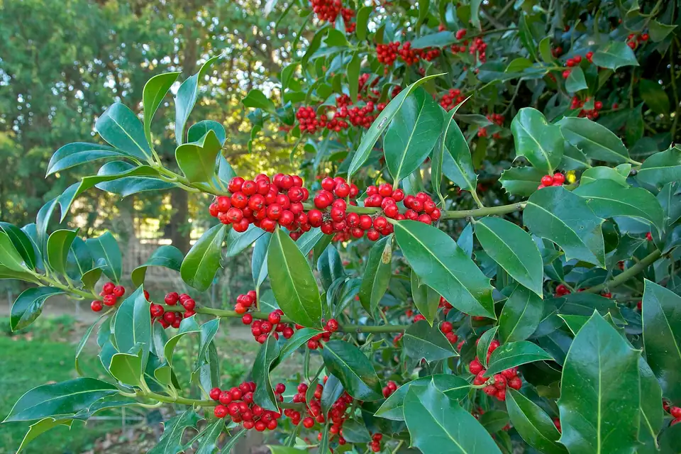 Houx (Ilex aquifolium)