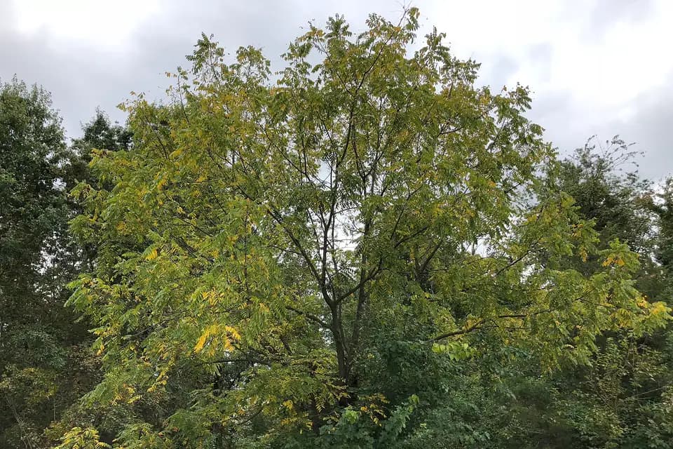 Noyer noir, photo de l'espèce