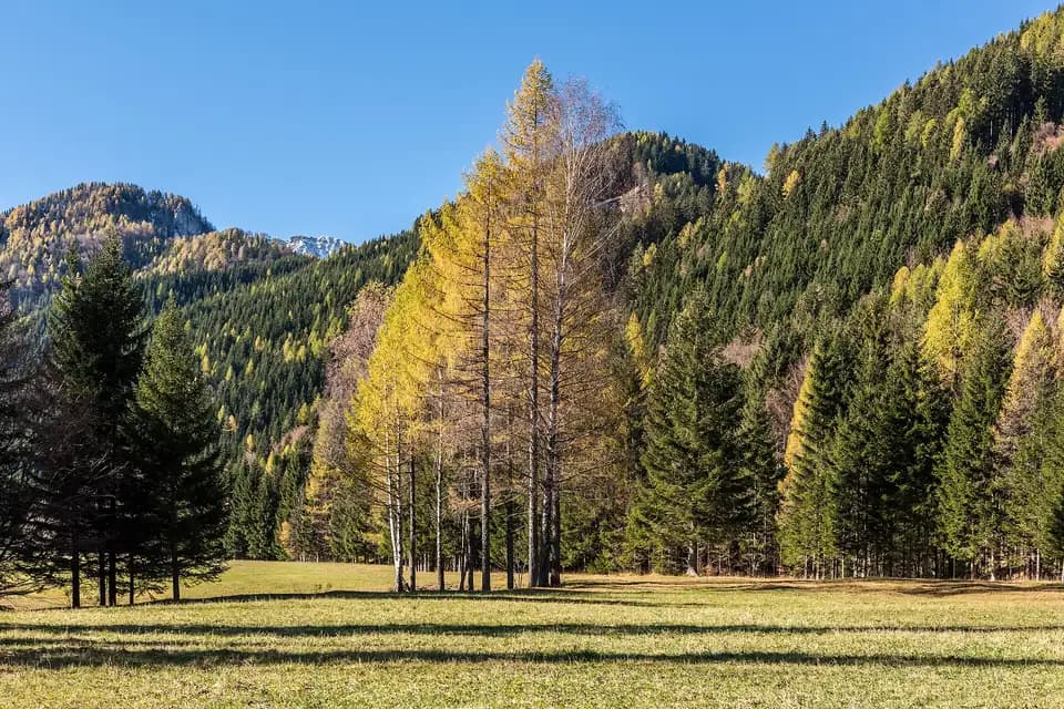 Mélèze d'Europe, photo de l'espèce