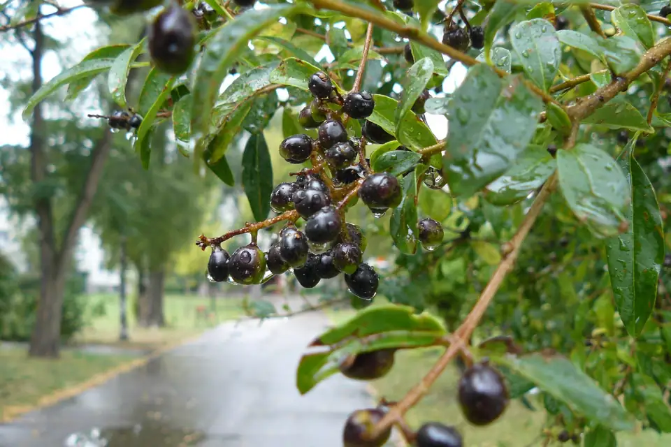 Troène commun (Ligustrum vulgare)