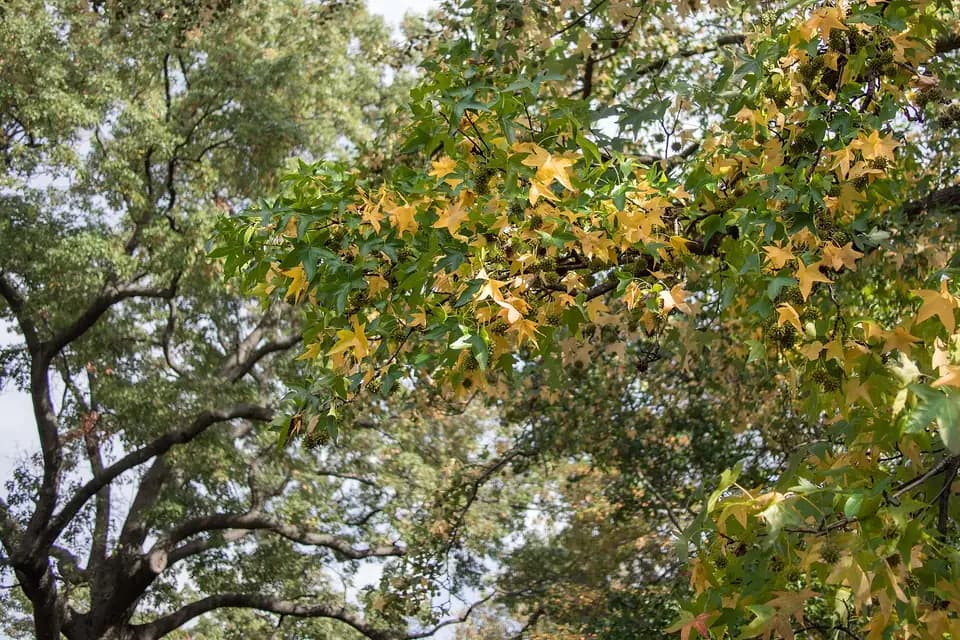 Copalme d'Amérique (Liquidambar styraciflua)