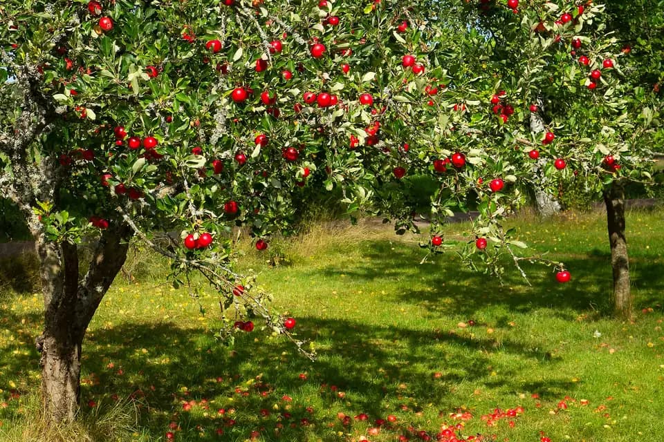 Pommier (Malus domestica)