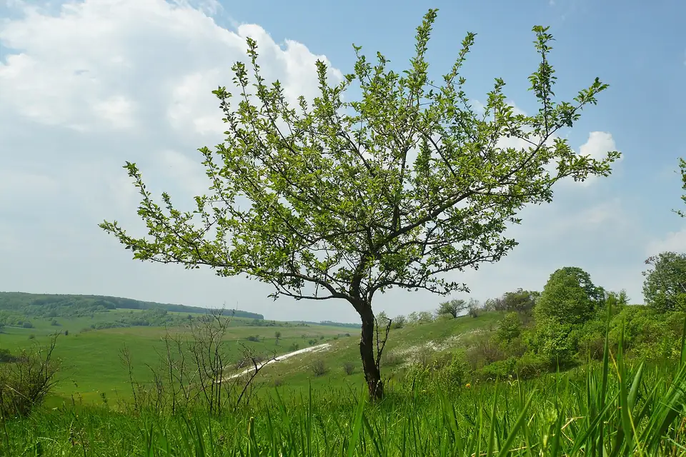Pommier sauvage, species photo