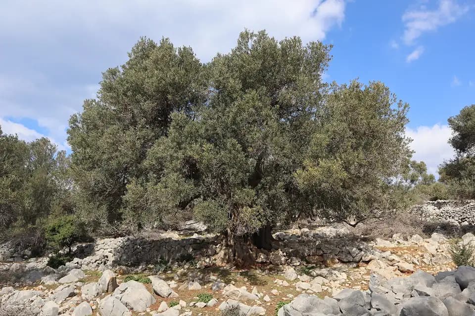 Olivier (Olea europaea)