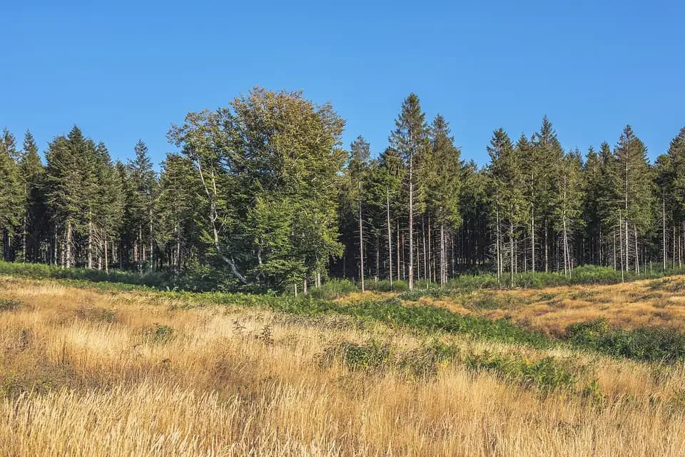 Épicéa commun (Picea abies)
